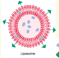 DOPG:DOPC (60:40) Liposomes