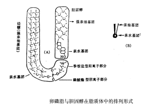 DOPG:DOPC (30:70) Liposomes 