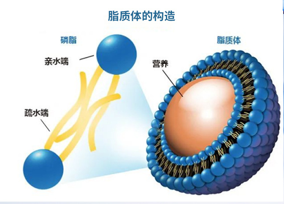 DOPG:DOPC (5:95) Liposomes
