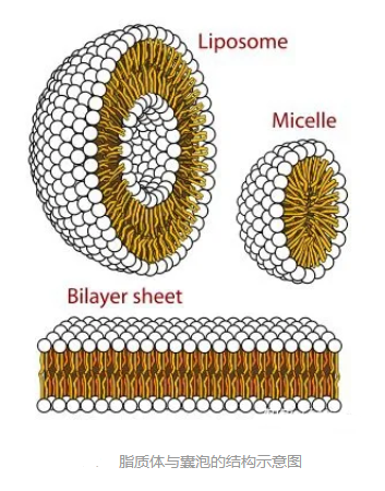 DOPG:DOPC (2:98) Liposomes 