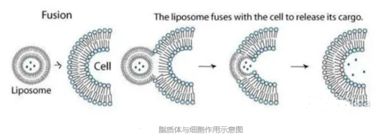 DOPG:DOPC (1:99) Liposomes 