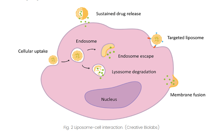 DOTAP:DOPC (30:70) Liposomes 