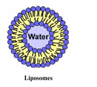 DOTAP:DOPC (20:80) Liposomes 