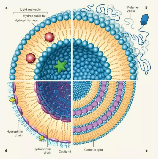 DOTAP:DOPC (10:90) Liposomes