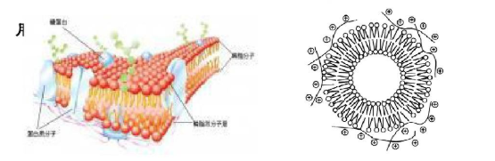 DOTAP:DOPC (0.5:99.5) Liposomes