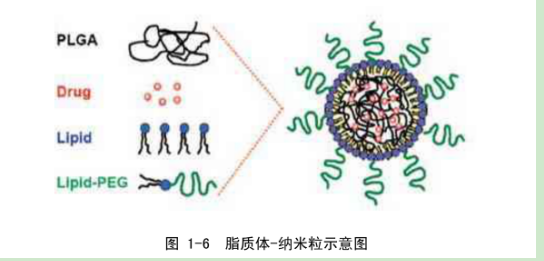 微米级脂质复合物