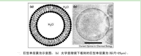 表面基团巨型单层囊泡