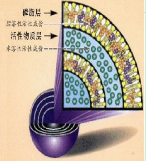 顺磁性长循环纳米脂质体