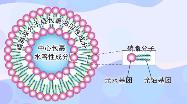 脂质体包裹3-甲基腺嘌呤