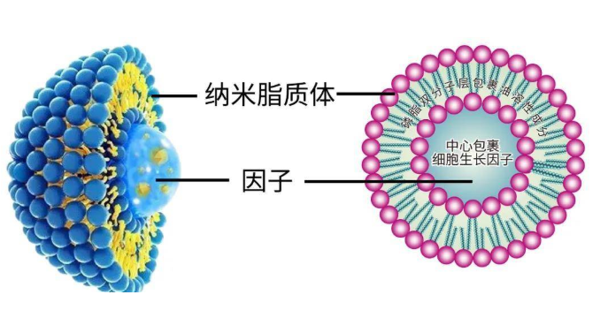 Dio标记阳离子脂质体定制服务（100nm）