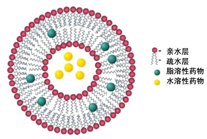 二棕榈酰磷脂酰胆碱空白脂质体