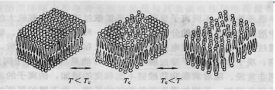 羧甲基壳聚糖/季铵盐壳聚糖脂质体
