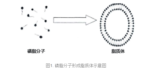 PC:Cardiolipin (30:70) Liposomes