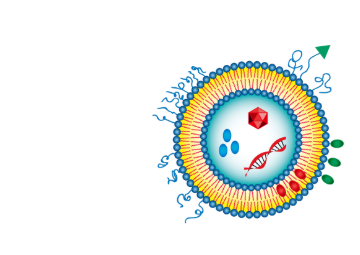 PC:Cardiolipin (20:80) Liposomes