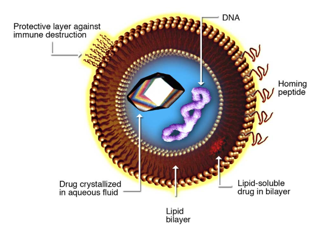 16:0 Diether PC:Chol (70:30) Liposomes