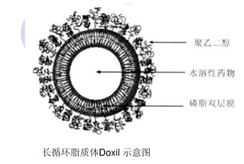 Liver PC:Chol (70:30) Liposomes
