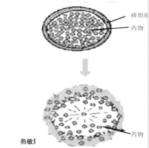 Soy PC:Chol (70:30) Liposomes