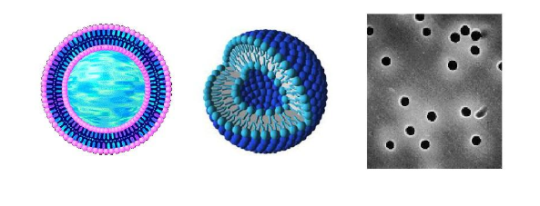 Hydrogenated Soy PC:Chol (70:30) Liposomes