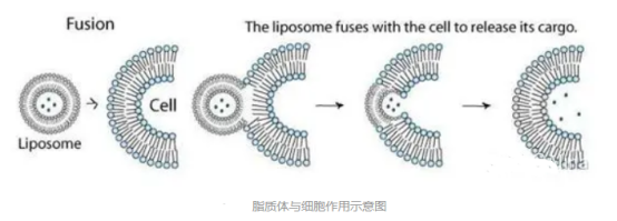 DSPC:Chol:DSPS:DSPE-PEG(2000) (60:30:5:5) Liposomes 