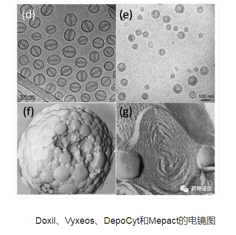 23:0 PC Liposomes