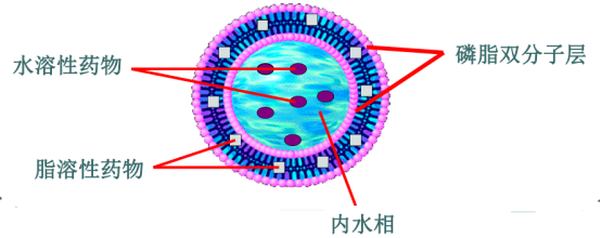 14:0-16:0 PC Liposomes