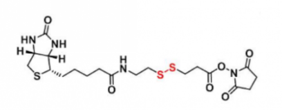 CAS:122266-55-1;Biotin-SS-NHS 生物素-二硫-活性酯