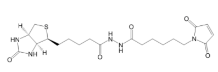 	Biotin-Maleimide