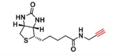 Biotin alkyne; 生物素-炔基