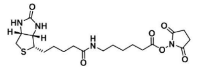 Biotin-LC-NHS N-琥珀酰亚氨基6-生物素氨己酸