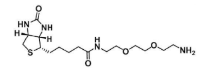 生物素-二乙二醇-氨基