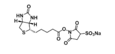 生物素-磺酸基琥珀酰亚胺酯