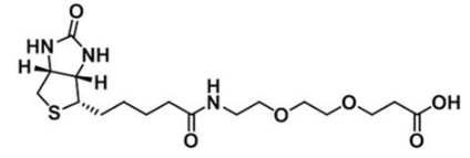 CAS 1365655-89-5;生物素-二聚乙二醇-羧基；Biotin-PEG2-COOH；Biotin-PEG2-Acid