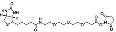 CAS:1253286-56-4；生物素三聚乙二醇活性酯；(+)-Biotin-PEG3-NHS Ester
