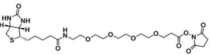 生物素四聚乙二醇活性酯；(+)-Biotin-PEG4-NHS Ester