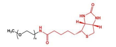 甲氧基PEG生物素 