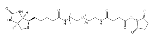 Biotin-PEG-SAS；生物素-聚乙二醇-琥珀酰胺琥珀酰亚胺酯