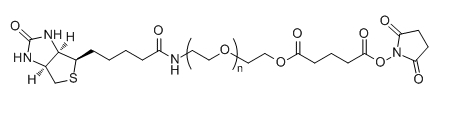 Biotin-PEG-SG；Biotin-PEG-Succinimidyl Succinate ester