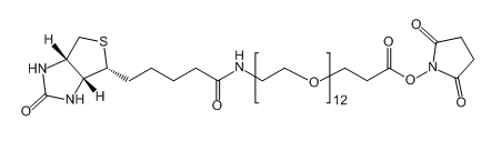CAS： 1934296-88-4；Biotin-PEG12-SPA；生物素-十二聚乙二醇-活性酯
