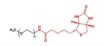 mPEG-Biotin；甲氧基聚乙二醇生物素；mPEG-BN