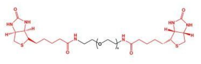 Biotin-PEG-Biotin；二生物素聚乙二醇；BN-PEG-BN