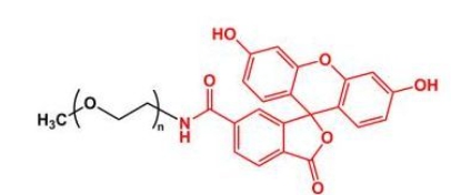 mPEG-Fluoresein；mPEG-FITC；甲氧基聚乙二醇荧光素 