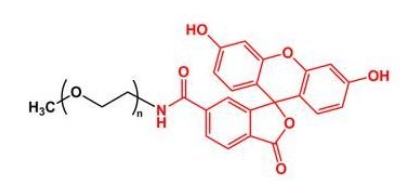 mPEG-Fluoresein；mPEG-FITC；甲氧基聚乙二醇荧光素 