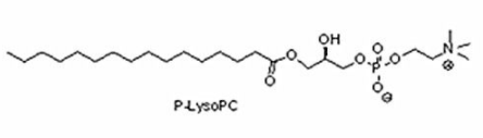 棕榈酰溶血卵磷脂（P-LysoPC）,17364-16-8；1-palmitoyl-2-hydroxy-sn-glycero-3-phosphocholine