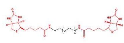 Biotin-PEG-Biotin;BN-PEG-BN;二生物素聚乙二醇 