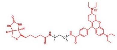  Biotin-PEG-Rhodamine；生物素聚乙二醇罗丹明