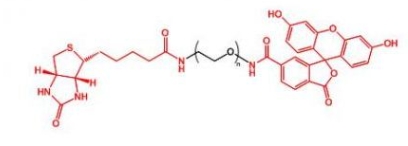  Biotin-PEG-FITC； FITC-PEG-Biotin；生物素聚乙二醇荧光素