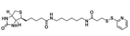 Biotin-HPDP；129179-83-5；5-荧光素-生物素