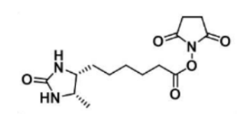 Desthiobiotin NHS Ester；80750-24-9；脱硫生物素-琥珀酰亚胺酯