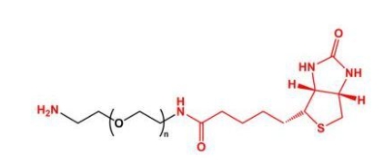 NH2-PEG-BN Biotin-PEG-NH2 	氨基聚乙二醇生物素