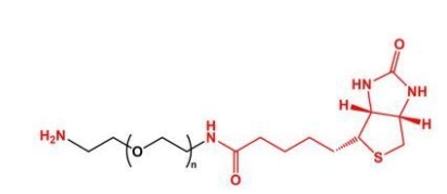 NH2-PEG-BN Biotin-PEG-NH2	氨基聚乙二醇生物素
